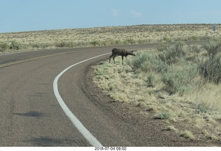7 a03. Petrified Forest National Park - deer on the roadway