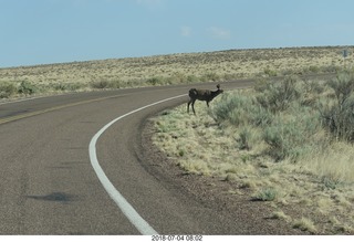 8 a03. Petrified Forest National Park - deer on the roadway