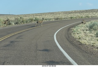 9 a03. Petrified Forest National Park - deer on the roadway