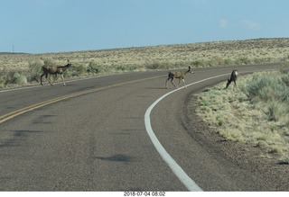 10 a03. Petrified Forest National Park - deer on the roadway