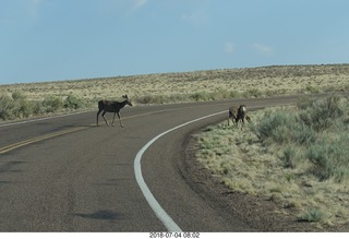 11 a03. Petrified Forest National Park - deer on the roadway
