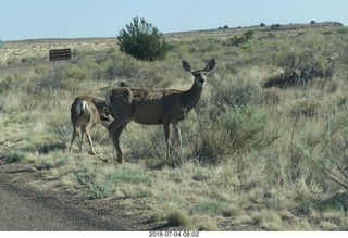 12 a03. Petrified Forest National Park - deer on the roadway