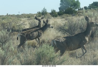 13 a03. Petrified Forest National Park - deer on the roadway
