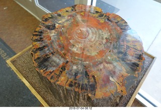 14 a03. Petrified Forest National Park - visitor's center shiny petrified stump