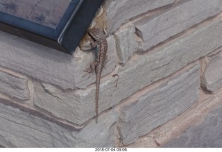 44 a03. Petrified Forest National Park lizard