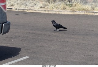 62 a03. Petrified Forest National Park - hungry raven
