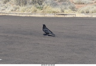 63 a03. Petrified Forest National Park - hungry raven
