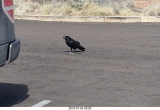 64 a03. Petrified Forest National Park - hungry raven