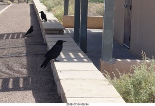 80 a03. Petrified Forest National Park - hungry ravens