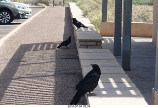 81 a03. Petrified Forest National Park - hungry ravens