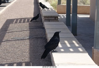 82 a03. Petrified Forest National Park - hungry ravens