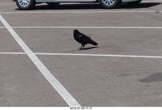 184 a03. Petrified Forest National Park - hungry raven