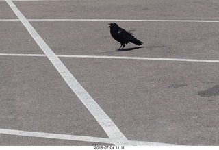 185 a03. Petrified Forest National Park - hungry raven