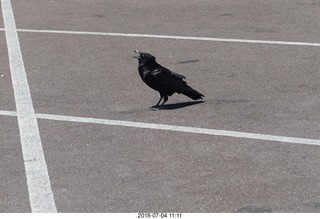 186 a03. Petrified Forest National Park - hungry raven