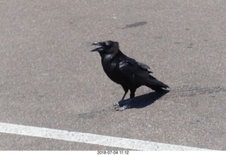 187 a03. Petrified Forest National Park - hungry raven