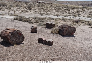 202 a03. Petrified Forest National Park - Crystal Forest hike + petrified logs