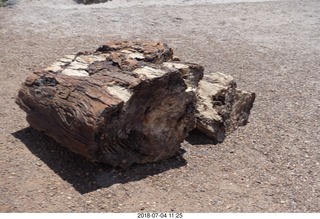 203 a03. Petrified Forest National Park - Crystal Forest hike + petrified logs