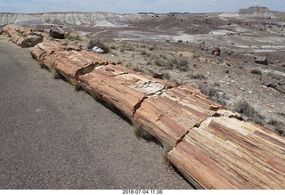 226 a03. Petrified Forest National Park - Crystal Forest hike + petrified logs