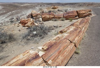 227 a03. Petrified Forest National Park - Crystal Forest hike + petrified logs