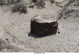 230 a03. Petrified Forest National Park - Crystal Forest hike + petrified log + lizard