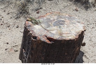 233 a03. Petrified Forest National Park - Crystal Forest hike + petrified log + lizard