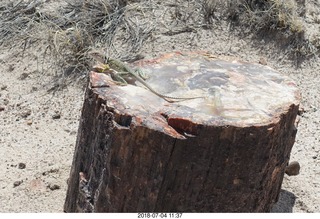 234 a03. Petrified Forest National Park - Crystal Forest hike + petrified log + lizard