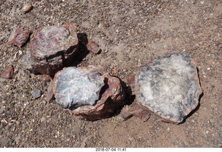 242 a03. Petrified Forest National Park - Crystal Forest hike + petrified logs