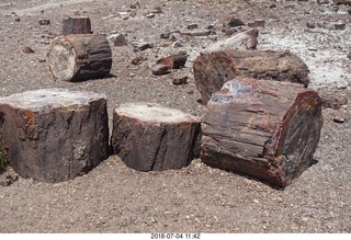 245 a03. Petrified Forest National Park - Crystal Forest hike + petrified logs