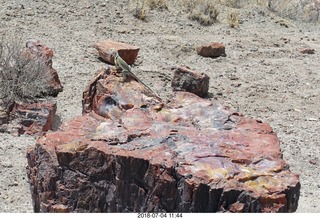 249 a03. Petrified Forest National Park - Crystal Forest hike + petrified log + lizard