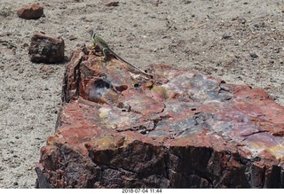 250 a03. Petrified Forest National Park - Crystal Forest hike + petrified log + lizard