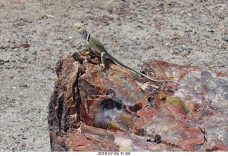 252 a03. Petrified Forest National Park - Crystal Forest hike + petrified log + lizard