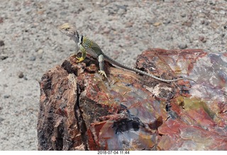 253 a03. Petrified Forest National Park - Crystal Forest hike + petrified log + lizard