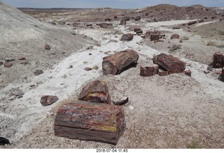 254 a03. Petrified Forest National Park - Crystal Forest hike + petrified logs