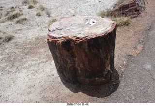 258 a03. Petrified Forest National Park - Crystal Forest hike + petrified log