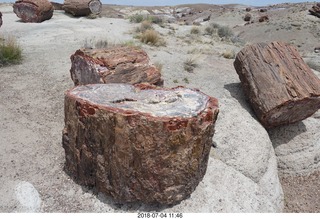 261 a03. Petrified Forest National Park - Crystal Forest hike + petrified logs