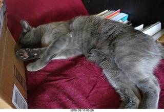 my cat Devin