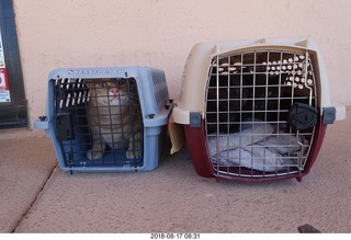 cats going to the vet