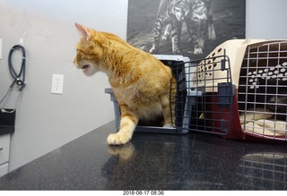 615 a04. my cat Max at the vet