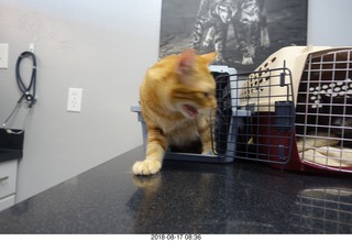 617 a04. my cat Max at the vet