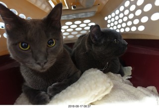 my cats Devin and Jane and their first experience with reel-to-reel tape