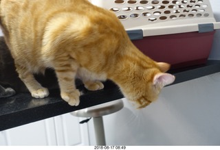 629 a04. my cat Max at the vet