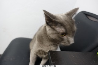 my cat Devin at the vet