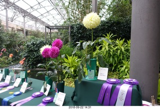 Schubels - Longwood Gardens - flower