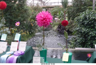 Schubels - Longwood Gardens - flowers