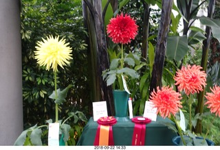 Longwood Gardens - flowers