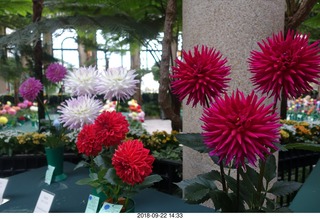 Schubels - Longwood Gardens - flowers