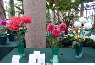 Schubels - Longwood Gardens - flowers