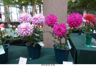 Schubels - Longwood Gardens - flowers