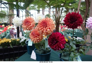 Schubels - Longwood Gardens - flowers