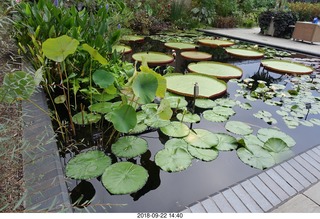 Schubels - Longwood Gardens - flowers